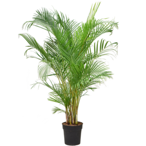 Areca P27