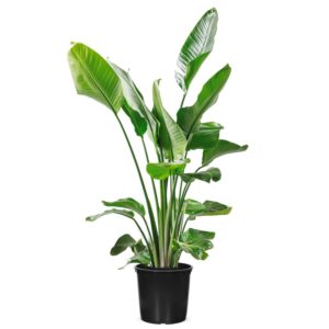 Strelitzia Nicolai P27